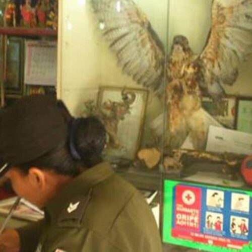 LA CAZA DE ANIMALES Y LA MEDICINA