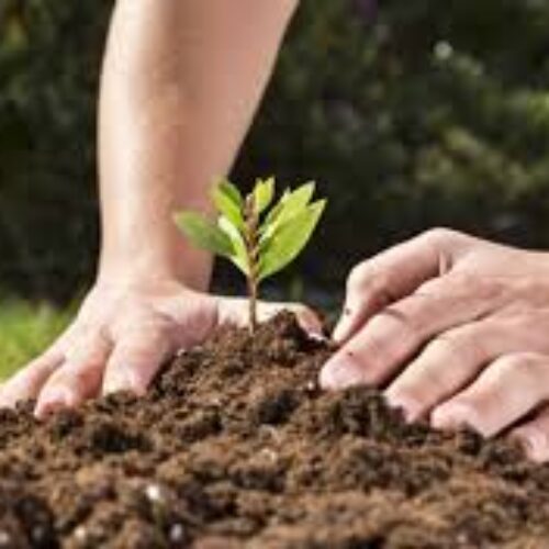 BENEFICIOS Y CULTIVO DE LAS PLANTAS MEDICINALES
