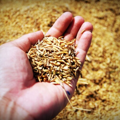 GRANOS ANDINOS, UNA DIETA PARA CELIACOS