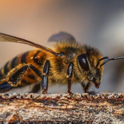LA IMPORTANCIA DE LAS ABEJAS Y SU ROL COMO POLINIZADORAS