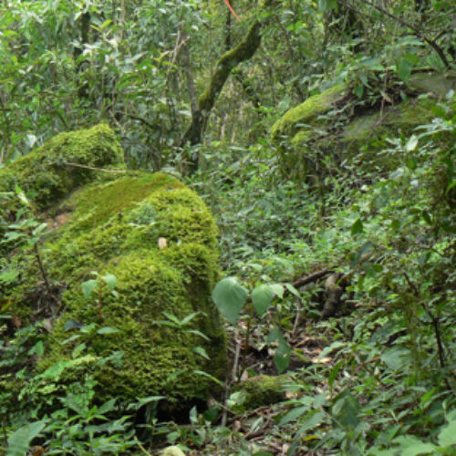 PLANTACIONES Y BOSQUES