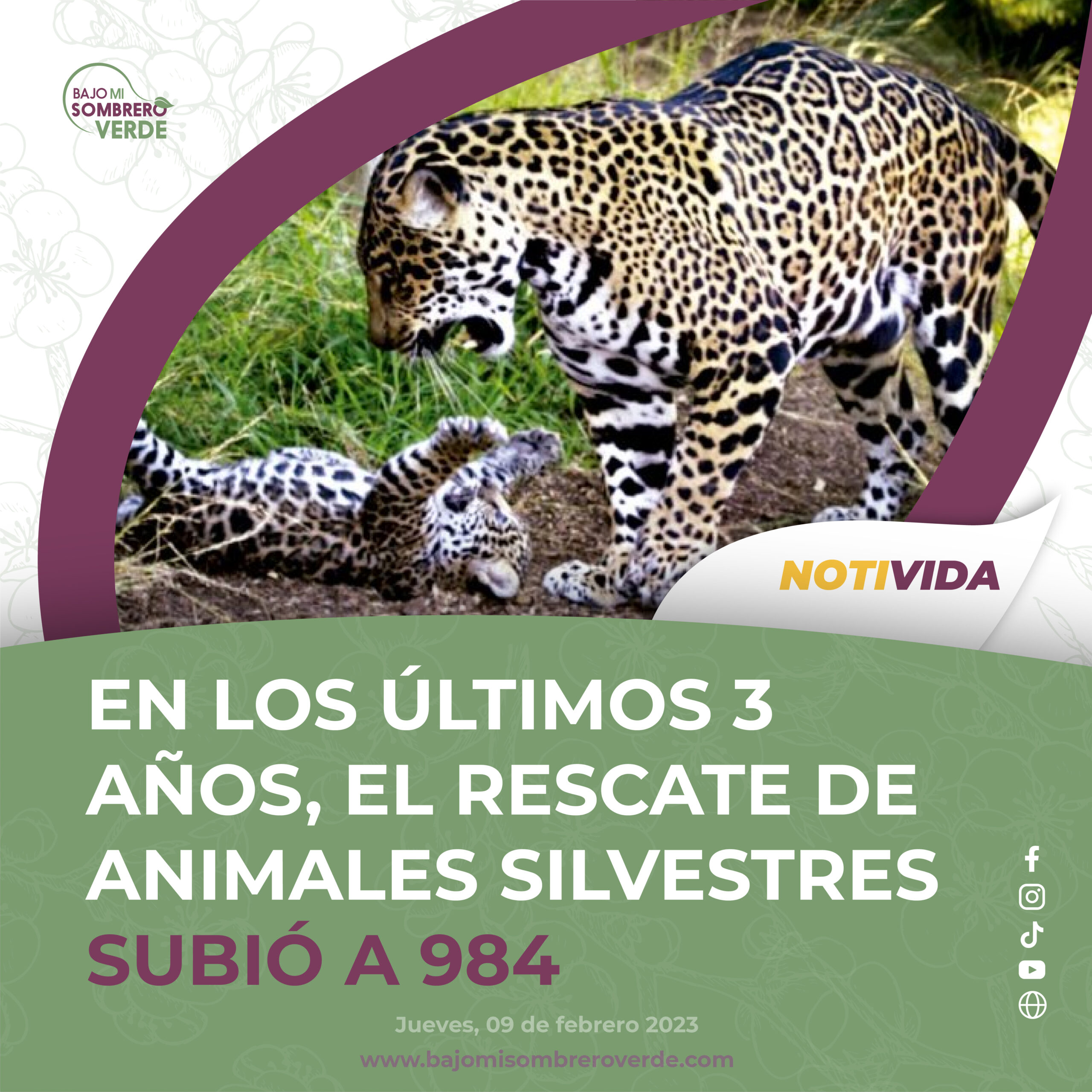 FEB-9-1 EN LOS ULTIMOS 3 AÑOS, EL RESCATE DE ANIMALES SILVESTRES SUBIO A 984