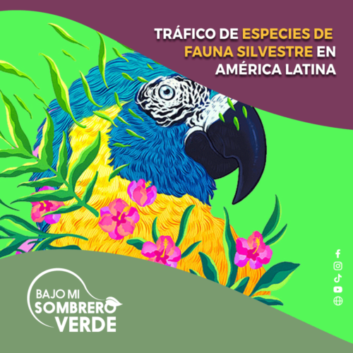 TRÁFICO DE ESPECIES DE FAUNA SILVESTRE EN AMÉRICA LATINA