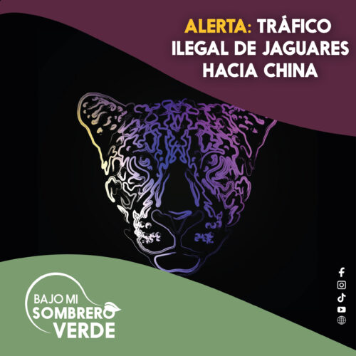 ALERTA: TRÁFICO ILEGAL DE JAGUARES HACIA CHINA